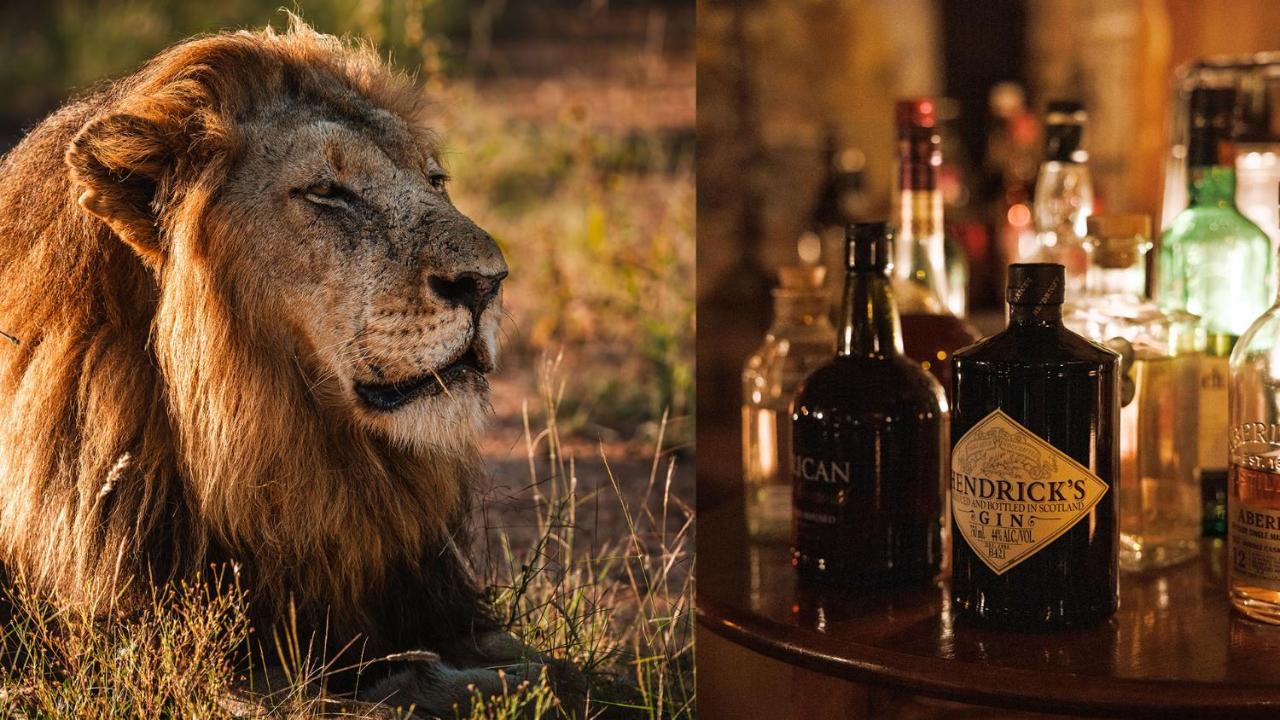 Geiger'S Camp In Timbavati Game Reserve By Newmark ภายนอก รูปภาพ