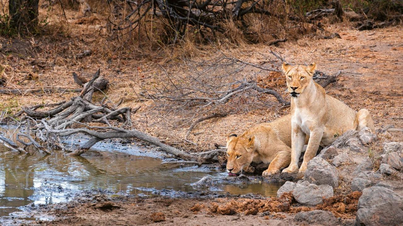 Geiger'S Camp In Timbavati Game Reserve By Newmark ภายนอก รูปภาพ