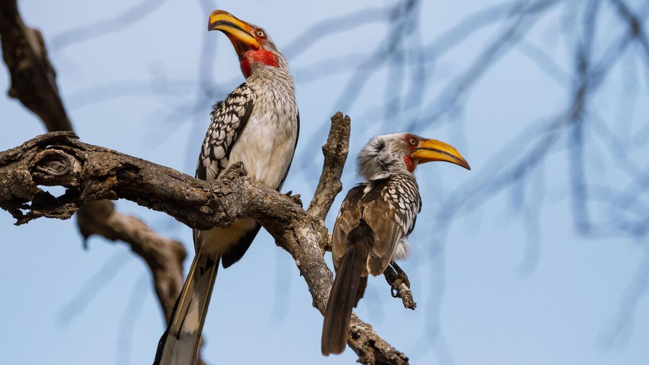 Geiger'S Camp In Timbavati Game Reserve By Newmark ภายนอก รูปภาพ