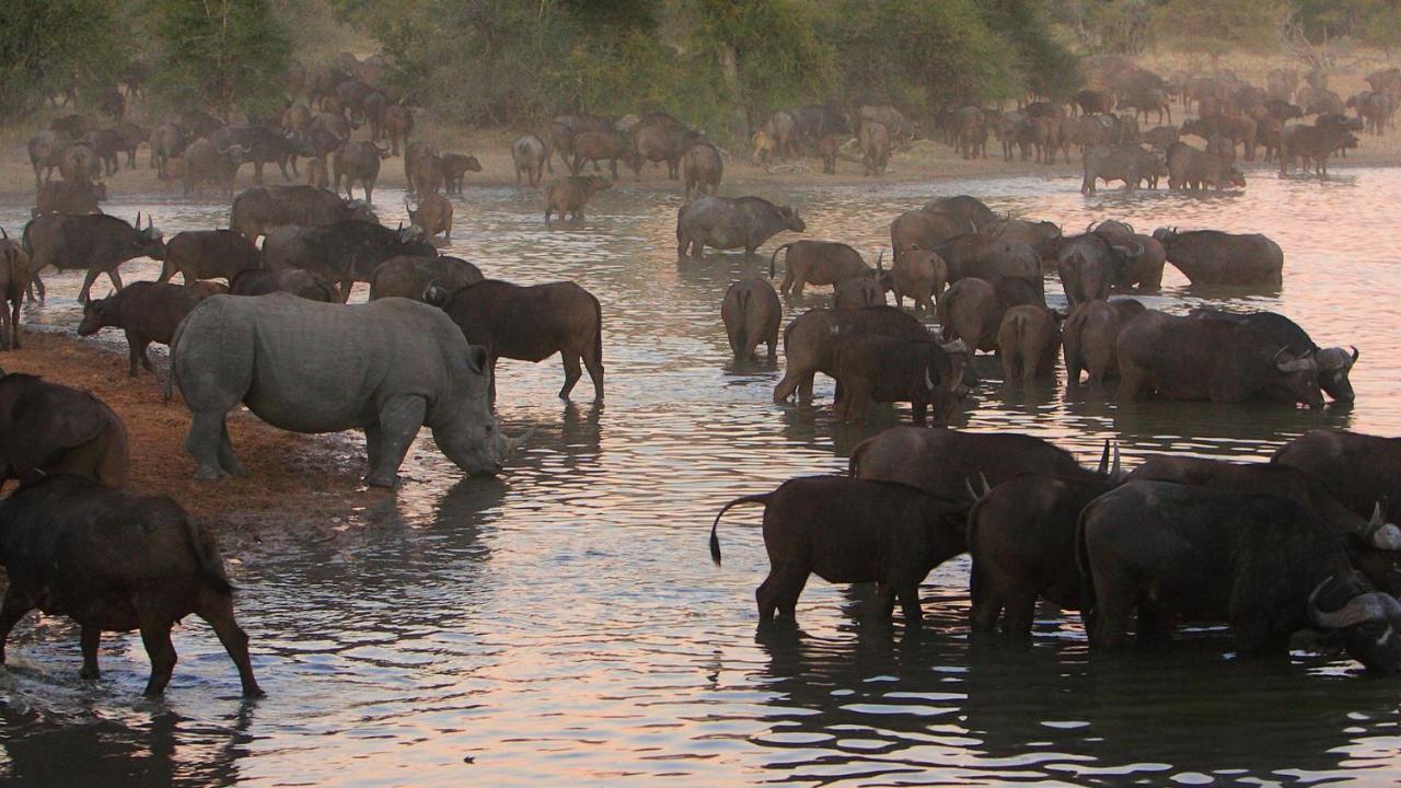 Geiger'S Camp In Timbavati Game Reserve By Newmark ภายนอก รูปภาพ